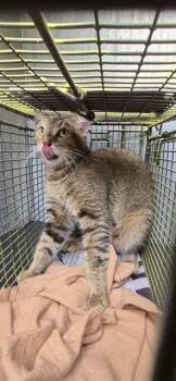 Domestic Short Hair Cats Available for Adoption in San Antonio, Texas - HAZEL | PetCurious