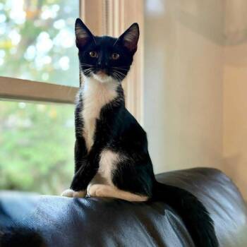 Rescue Domestic Short Hair Cats for Adoption in Little Mountain, South Carolina - Tiny Tim | PetCurious