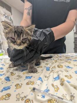 Miami Marlin -  Domestic Short Hair Cat for Adoption in Cincinnati, Ohio - Miami Marlin | PetCurious