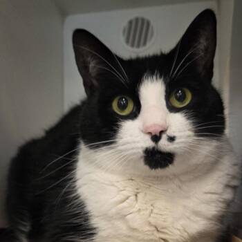 Miko -  Domestic Short Hair Cat for Adoption in Voorhees Township, New Jersey - Miko | PetCurious