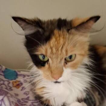 Shasta -  Domestic Long Hair Cat for Adoption in Zanesville, Ohio - Shasta | PetCurious