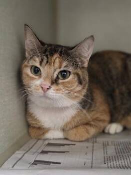 Rainbow -  Domestic Short Hair Cat for Adoption in Westland, Michigan - Rainbow | PetCurious