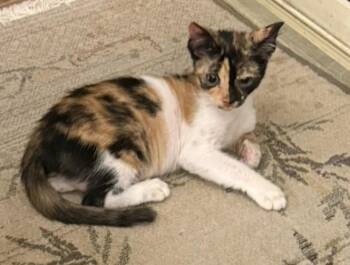 Rescue Calico and Egyptian Mau Cats for Adoption in Brampton, Ontario - Bonded Pair 3 Months Old Kitten | PetCurious