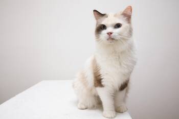 Sapphire -  Ragdoll Cat for Adoption in Montclair, New Jersey - Sapphire | PetCurious