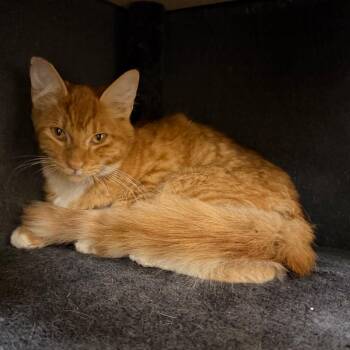 Alvin 54169 -  Domestic Short Hair Cat for Adoption in Las Vegas, Nevada - Alvin 54169 | PetCurious