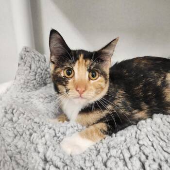 Bridget -  Domestic Short Hair Cat for Adoption in Colorado Springs, Colorado - Bridget | PetCurious