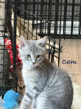 Cam -  Domestic Medium Hair Cat for Adoption in Crystal Lake, Illinois - Cam | PetCurious