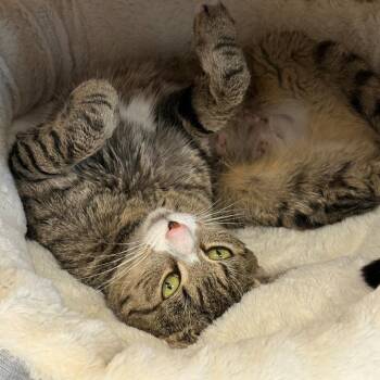 Domestic Short Hair Cats Available for Adoption in East Hanover, New Jersey - Prue | PetCurious