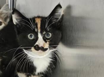 ELAIN -  Domestic Short Hair Cat for Adoption in Tustin, California - ELAIN | PetCurious