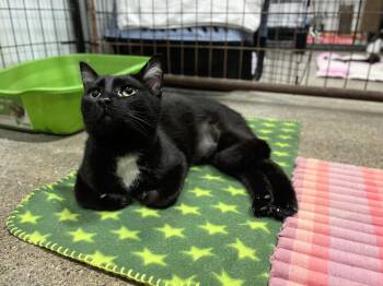 Hera -  Domestic Short Hair Cat for Adoption in Columbus, Ohio - Hera | PetCurious