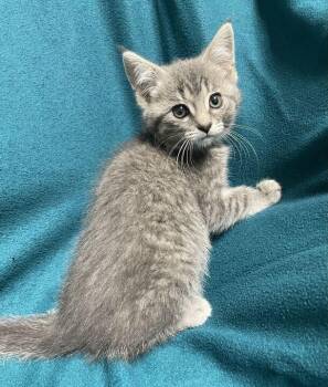 Elizabeth -  Domestic Medium Hair Cat for Adoption in Jackson, Michigan - Elizabeth | PetCurious