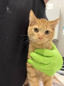 BANANA -  Domestic Short Hair Cat for Adoption in Indianapolis, Indiana - BANANA | PetCurious