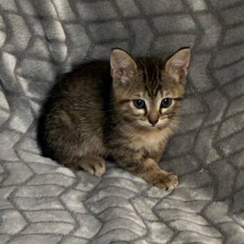 Clovis 26-05-087 -  Domestic Short Hair Cat for Adoption in Bastrop, Texas - Clovis 26-05-087 | PetCurious