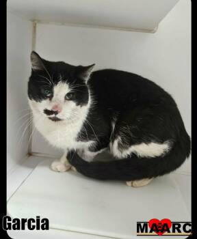 Domestic Short Hair Cats Available for Adoption in Maryville, Tennessee - Garcia | PetCurious