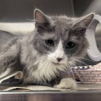 Domestic Long Hair Cats Available for Adoption in Springfield, Illinois - Xana | PetCurious