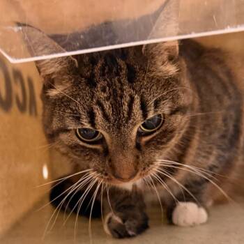 Sky Marquez -  Domestic Short Hair Cat for Adoption in Philadelphia, Pennsylvania - Sky Marquez | PetCurious