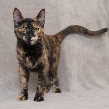 Chardonnay -  Domestic Short Hair Cat for Adoption in Sunnyvale, California - Chardonnay | PetCurious