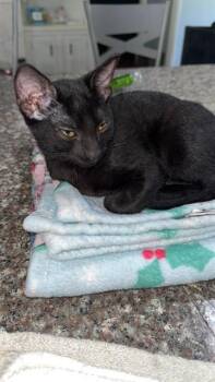 A431778 -  Domestic Short Hair Cat for Adoption in Conroe, Texas - A431778 | PetCurious