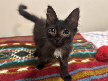 Luigi -  American Shorthair Cat for Adoption in Florham Park, New Jersey - Luigi | PetCurious
