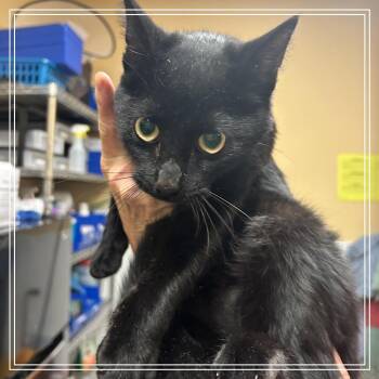 FWT Fiona -  Domestic Short Hair Cat for Adoption in Midland, Texas - FWT Fiona | PetCurious