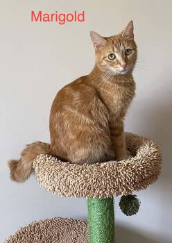 Marigold -  Domestic Short Hair Cat Available for Adoption in Shakespeare, Ontario - Marigold | PetCurious