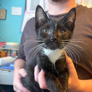 Domestic Short Hair Cats Available for Adoption in Pennsville Township, New Jersey - Hook | PetCurious