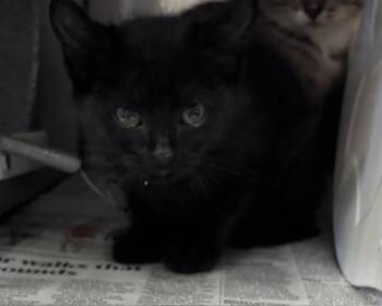 SHADY -  Domestic Short Hair Cat for Adoption in Olathe, Kansas - SHADY | PetCurious