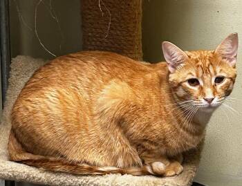 Rescue Domestic Short Hair Cats for Adoption in Cape May, New Jersey - Jack O