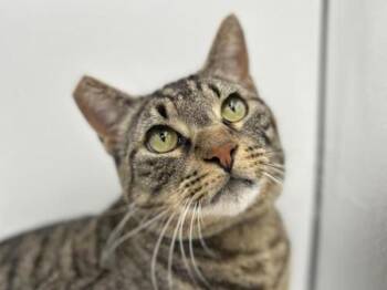 Domestic Short Hair Cats Available for Adoption - Birch | PetCurious