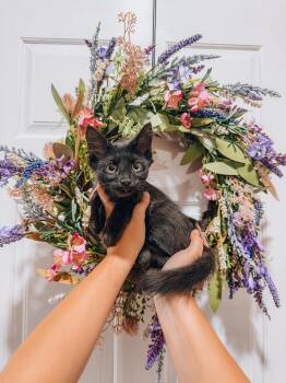Cosmosa -  Bombay Cat for Adoption in Goodyear, Arizona - Cosmosa | PetCurious