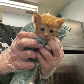 Roo -  Domestic Short Hair Cat for Adoption in Columbia, Missouri - Roo | PetCurious