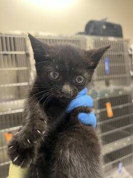 Domestic Short Hair Cats Available for Adoption in Las Vegas, Nevada - ZELDA | PetCurious