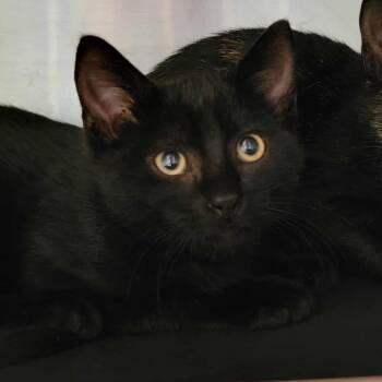 Rescue Domestic Short Hair Cats for Adoption in Columbia, Missouri - Baby Bat | PetCurious