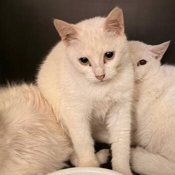 Domestic Short Hair Cats Available for Adoption - Snowie | PetCurious