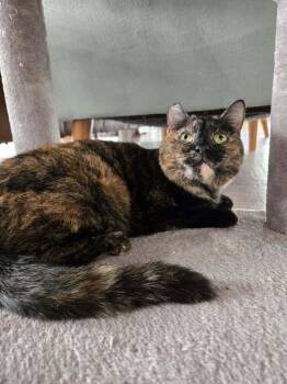 Domestic Short Hair Cats Available for Adoption in Tucson, Arizona - Coco 3 | PetCurious