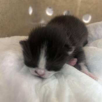 Little Munchkin -  Domestic Short Hair Cat for Adoption in Philadelphia, Pennsylvania - Little Munchkin | PetCurious