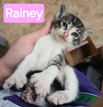 Rainy -  Domestic Short Hair Cat for Adoption in Mena, Arkansas - Rainy | PetCurious