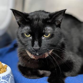 Porsche -  Domestic Short Hair Cat for Adoption in Grand Rapids, Michigan - Porsche | PetCurious