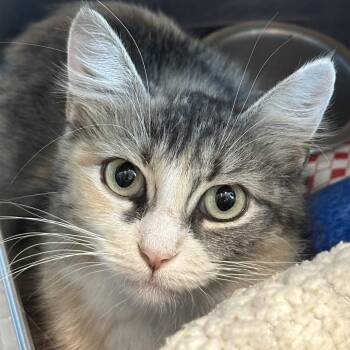 Emerald -  Domestic Medium Hair Cat for Adoption in Matteson, Illinois - Emerald | PetCurious
