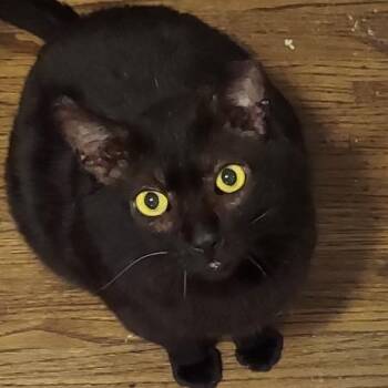 Domestic Short Hair Cats Available for Adoption - Moose | PetCurious