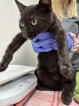 Florian -  Domestic Short Hair Cat for Adoption in Sacramento, California - Florian | PetCurious