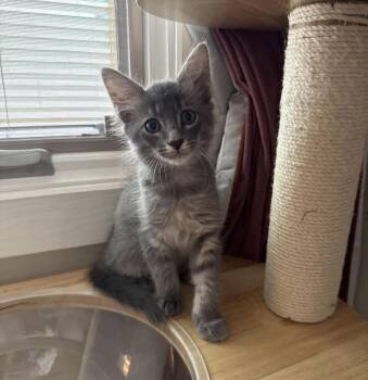 Maui Disney -  Domestic Medium Hair and Tabby Cat for Adoption in Chandler, Arizona - Maui Disney | PetCurious