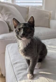 Domestic Short Hair Cats Available for Adoption in Zephyrhills, Florida - Rose (5050) | PetCurious