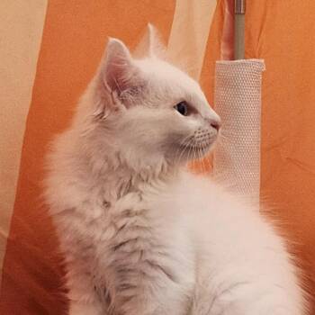 Tofu -  Domestic Medium Hair Cat for Adoption in Lyndhurst, Virginia - Tofu | PetCurious