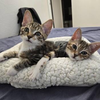 Fern -  Domestic Short Hair Cat for Adoption in Pleasant Hill, California - Fern | PetCurious