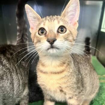 Deer -  Domestic Short Hair Cat for Adoption in Dayton, Ohio - Deer | PetCurious