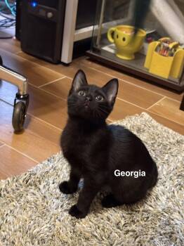 Georgia -  Domestic Short Hair Cat for Adoption in Zephyrhills, Florida - Georgia | PetCurious
