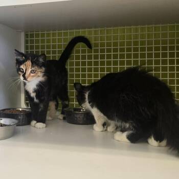 Pearl -  Domestic Long Hair Cat for Adoption in Meridian, Idaho - Pearl | PetCurious