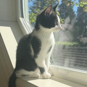 Raven -  Domestic Short Hair Cat for Adoption in Wilsonville, Oregon - Raven | PetCurious