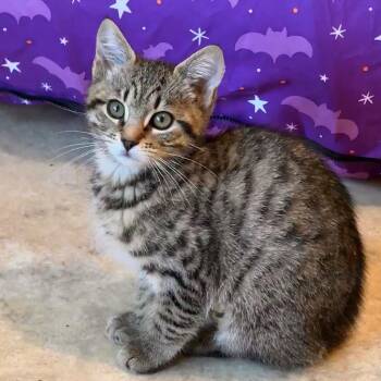 Chloe  -  Domestic Short Hair Cat for Adoption in Cambria, California - Chloe  | PetCurious